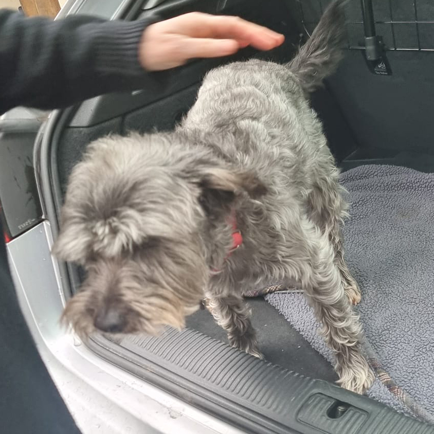 A picture of Buddy